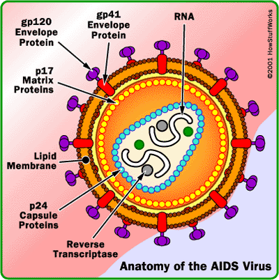 Cara Mengobati penyakit HIV AIDS